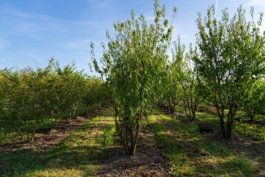 Prunus serrula mehrstämmig 200-250