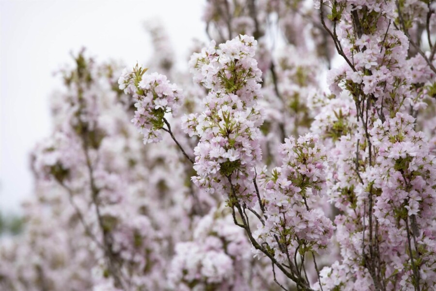 Prunus serrulata 'Amanogawa' Prunus serrulata 'Amanogawa'