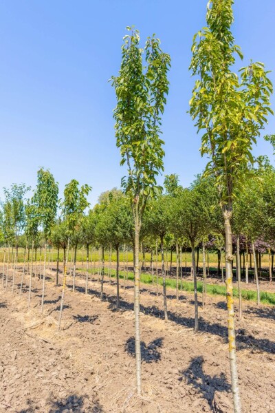 Prunus serrulata 'Amanogawa' Hochstamm Prunus serrulata 'Amanogawa' Hochstamm