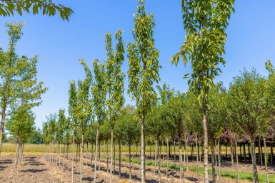 Prunus serrulata 'Amanogawa' hochstamm 10/12