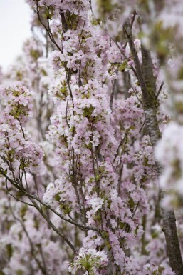 Prunus serrulata 'Amanogawa' hochstamm 10/12