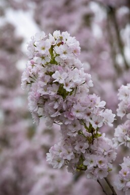 Prunus serrulata 'Amanogawa' hochstamm 10/12