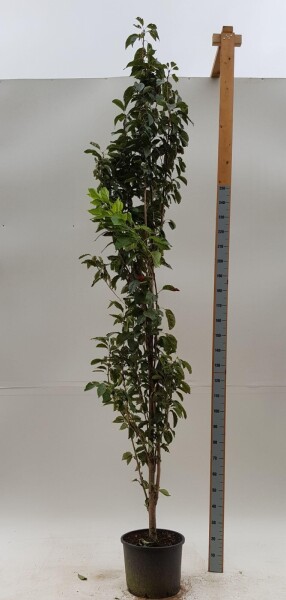 Prunus serrulata 'Amanogawa' Stammbusch Prunus serrulata 'Amanogawa' Stammbusch