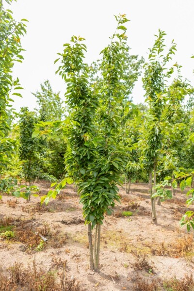 Prunus serrulata 'Amanogawa' Mehrstämmig Prunus serrulata 'Amanogawa' Mehrstämmig