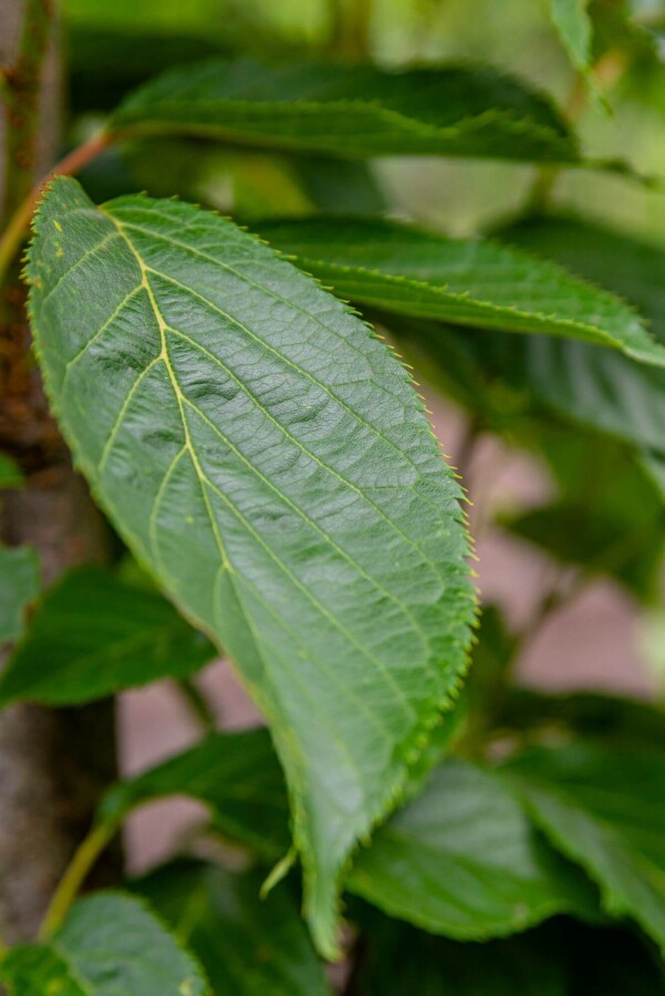 Prunus 'Amanogawa' ME 200-250 P/K Prunus serrulata 'Amanogawa' Mehrstämmig 200-250