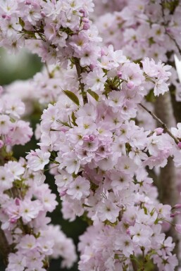 Prunus serrulata 'Amanogawa' mehrstämmig 200-250