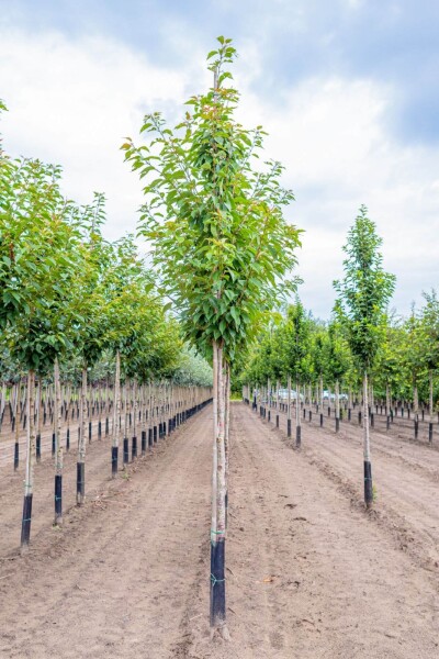 Prunus serrulata 'Kanzan' Prunus serrulata 'Kanzan'