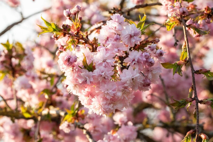 Prunus serrulata 'Kanzan' Prunus serrulata 'Kanzan'