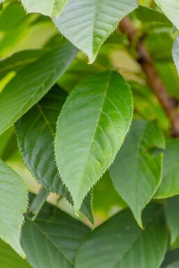 Prunus serrulata 'Kanzan' hochstamm 6/8 180cm Stamm