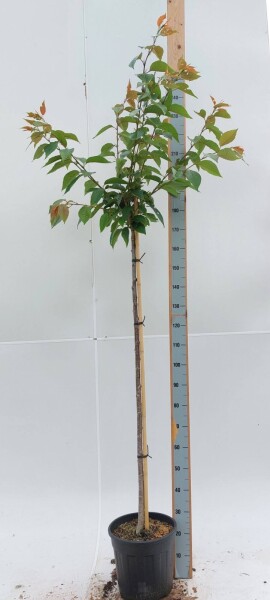 Prunus serrulata 'Kanzan' Hochstamm Prunus serrulata 'Kanzan' Hochstamm