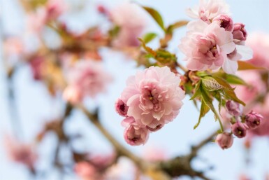 Prunus serrulata 'Kanzan' hochstamm 6/8 180cm Stamm