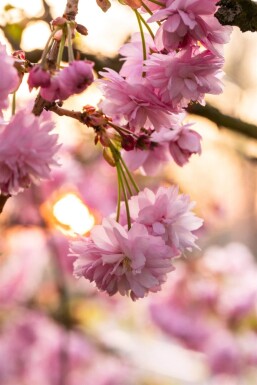 Prunus serrulata 'Kanzan' hochstamm 6/8 180cm Stamm