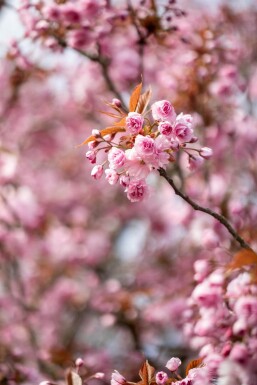 Prunus serrulata 'Kanzan' hochstamm 6/8 180cm Stamm