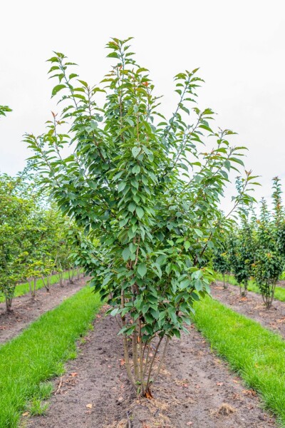 Prunus serrulata 'Kanzan' Mehrstämmig Prunus serrulata 'Kanzan' Mehrstämmig