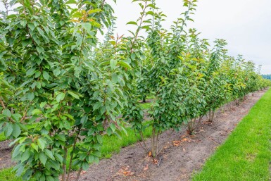 Prunus serrulata 'Kanzan' mehrstämmig 200-250