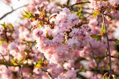 Prunus serrulata 'Kanzan' halbstamm 120cm Stamm