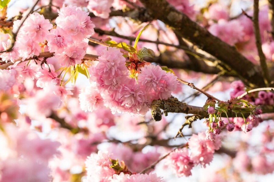 Prunus serrulata 'Kanzan' HA 120 P/K Prunus serrulata 'Kanzan' Halbstamm 120cm Stamm