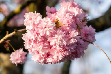 Prunus serrulata 'Kanzan' halbstamm 120cm Stamm