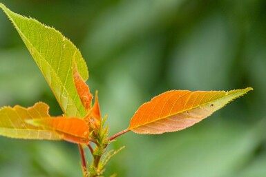 Prunus serrulata 'Kanzan' halbstamm 120cm Stamm