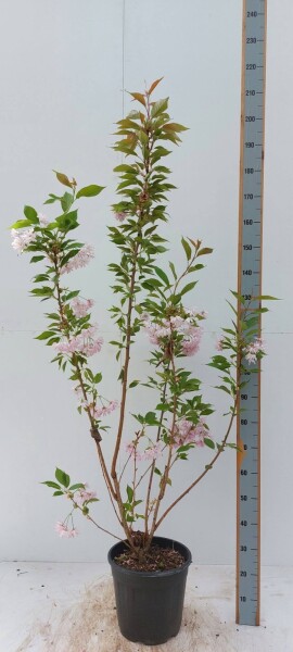 Prunus serrulata 'Kanzan' Strauch Prunus serrulata 'Kanzan' Strauch