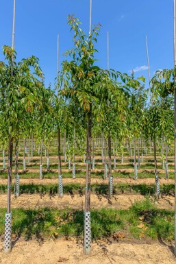 Prunus serrulata 'Kiku-shidare-zakura'