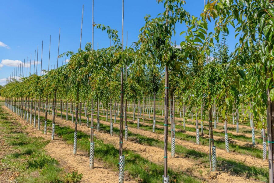 Prunus Kiku-shidare-zak hoogstam Prunus serrulata 'Kiku-shidare-zakura' Hochstamm