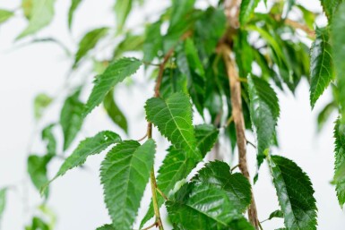 Prunus serrulata 'Kiku-shidare-zakura' halfstam 120cm stam