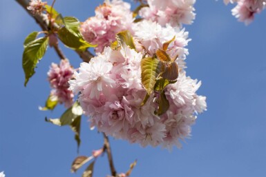 Prunus serrulata 'Kiku-shidare-zakura' halfstam 120cm stam