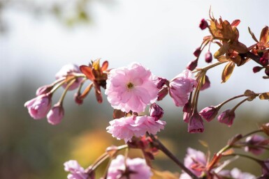 Prunus serrulata 'Kiku-shidare-zakura' halfstam 120cm stam