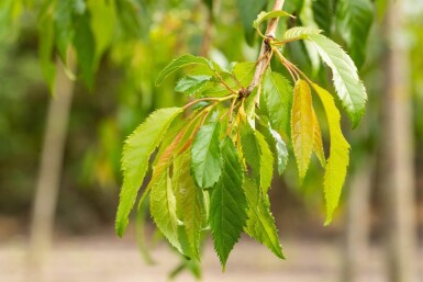 Prunus serrulata 'Kiku-shidare-zakura' halfstam 120cm stam