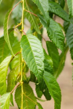 Prunus serrulata 'Kiku-shidare-zakura' halfstam 120cm stam