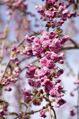 Prunus serrulata 'Kiku-shidare-zakura' halfstam 120cm stam