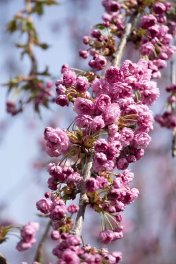 Prunus serrulata 'Kiku-shidare-zakura' halfstam 120cm stam