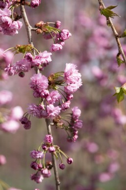 Prunus serrulata 'Kiku-shidare-zakura' halfstam 120cm stam