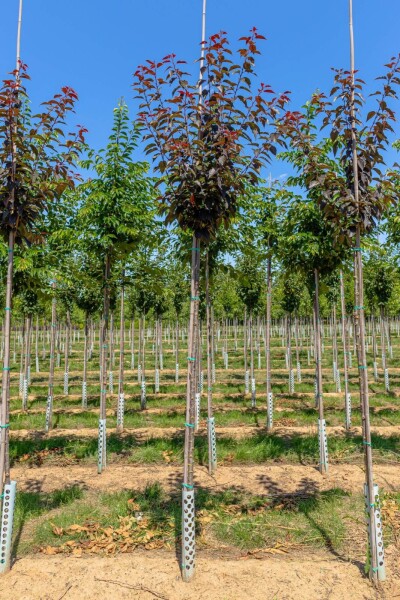 Prunus serrulata 'Royal Burgundy'