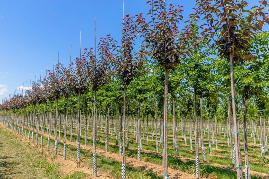 Prunus 'Royal Burgundy' HO 6/8 180 P/K Prunus serrulata 'Royal Burgundy' Hochstamm 6/8 180cm Stamm