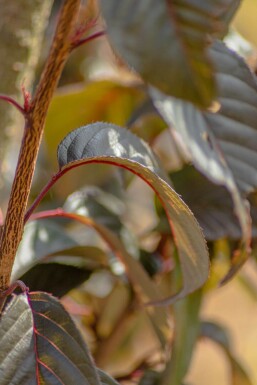 Prunus serrulata 'Royal Burgundy' hochstamm 6/8 180cm Stamm