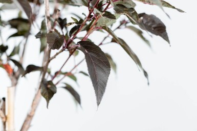 Prunus serrulata 'Royal Burgundy' hochstamm 6/8 180cm Stamm