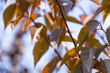 Prunus serrulata 'Royal Burgundy' hochstamm 6/8 180cm Stamm