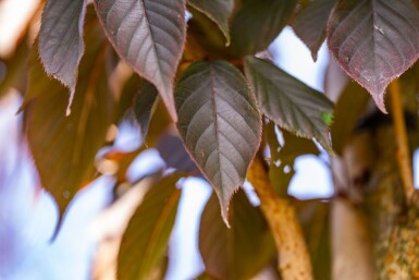 Prunus serrulata 'Royal Burgundy' hochstamm 6/8 180cm Stamm