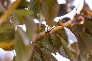 Prunus serrulata 'Royal Burgundy' hochstamm 6/8 180cm Stamm