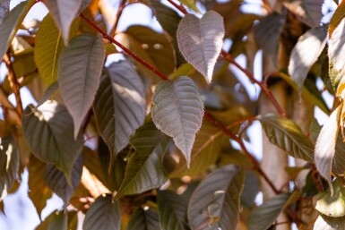 Prunus serrulata 'Royal Burgundy' hochstamm 6/8 180cm Stamm