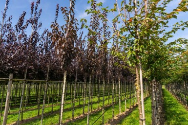 Prunus serrulata 'Royal Burgundy' hochstamm 6/8 180cm Stamm