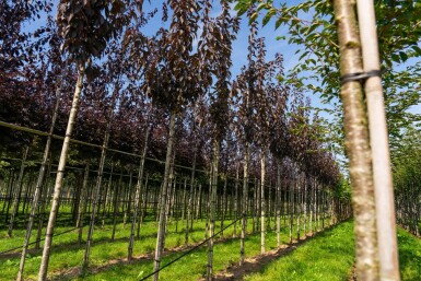 Prunus serrulata 'Royal Burgundy' hochstamm 6/8 180cm Stamm