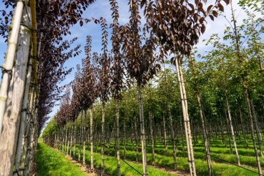 Prunus serrulata 'Royal Burgundy' hochstamm 6/8 180cm Stamm