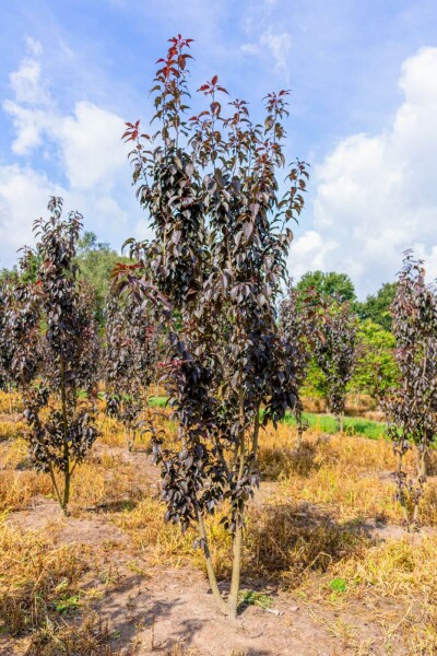 Prunus serrulata 'Royal Burgundy' meerstammig