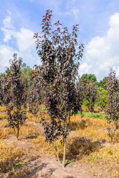 Prunus serrulata 'Royal Burgundy' Mehrstämmig Prunus serrulata 'Royal Burgundy' Mehrstämmig