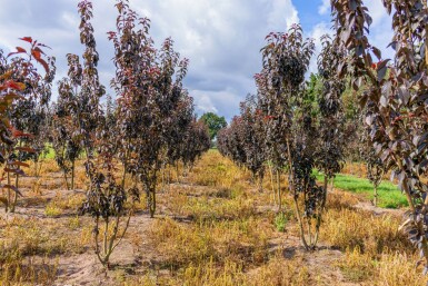 Prunus serrulata 'Royal Burgundy' mehrstämmig 200-250