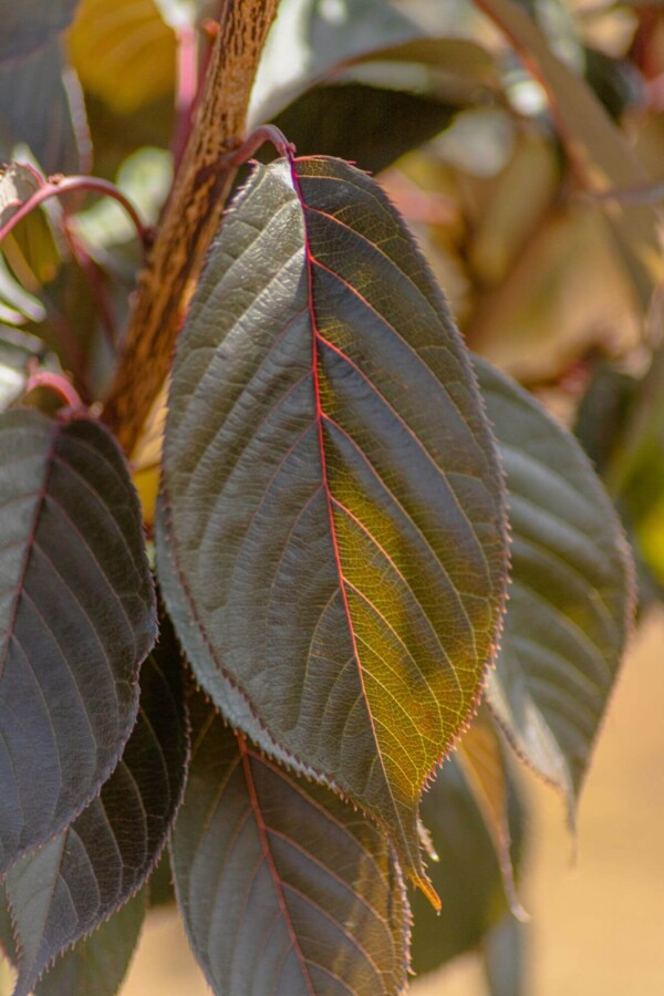 Prunus 'Royal Burgundy' ME 200-250 P/K Prunus serrulata 'Royal Burgundy' Mehrstämmig 200-250