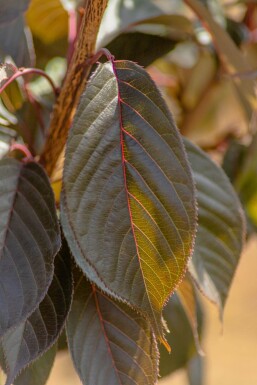 Prunus serrulata 'Royal Burgundy' mehrstämmig 200-250